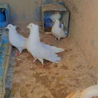 کبوتر سفیددمگیر دمدارکاکل