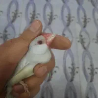 فنچ نرگسی کرم لایت|پرنده|مبارکه, |دیوار