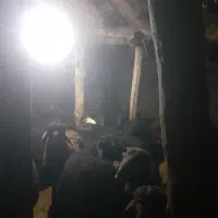 بره درحیوانات