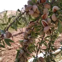 نهالستان پالیز تولید کننده گردو های دیرگل ودوبارگل|خدمات باغبانی و درختکاری|بره‌سر, |دیوار