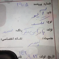 سگ آپو