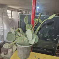 کاکتوس اپونتیا