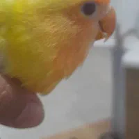 طوطی،