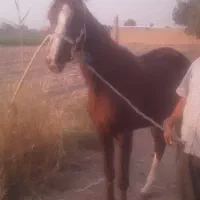 مادیان