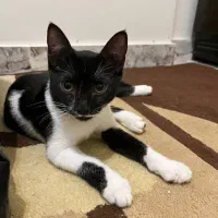 گربه ماده ۳ ماهه dsh