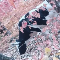 گاو های داشتی تمیز