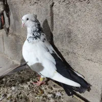 کفتر امیدیه|پرنده|بندر ماهشهر, |دیوار