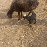 میش وبره