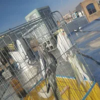 دو عدد عروس هلندی نر و ماده