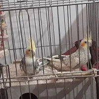 عروس هلندی جفت تخم گذار|پرنده|بشاریات, |دیوار