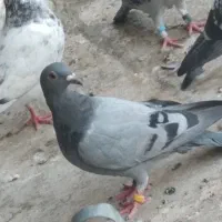 گمشده|حیوانات|بیرجند, |دیوار