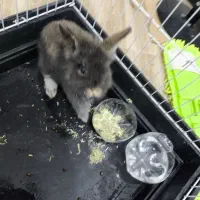 خرگوش لوپ مشکی  با قفس پول قفس میدی خرگوش رایگان