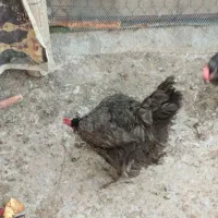 حراج|حراج|اردکان, |دیوار