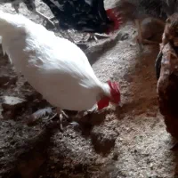 فروش خروس سفید چهل تاج  و ساده و ....