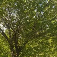 اجاره باغ انگور توافقی