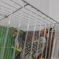 عروس هلندی|پرنده|مشهد, نوید|دیوار