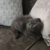 گربه اسکاتیش|گربه|گرگان, |دیوار