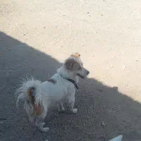 واگذاری سگکانگال آلابای پیتبول افغان نگهبانی|سگ|تهران, میدان میوه و ترهبار مرکزی|دیوار