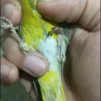 فروش سهره سبز نر|پرنده|جویبار, |دیوار