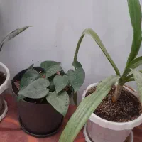 فروش  انواع  گل|گل و گیاه طبیعی|اردکان, |دیوار