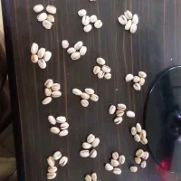 پسته کله قوچی ویژه عمده و خرده