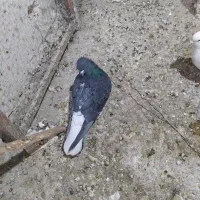 کفتر 24 عدد جوان|پرنده|فردیس, فردیس|دیوار