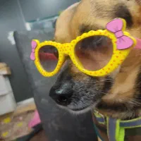 پت شاپ بهشت حیوانات