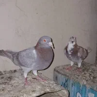جفتی پلاکی|پرنده|شیراز, حجت آباد|دیوار