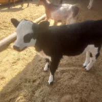 گوساله شیری ماده به فروش می‌رسد