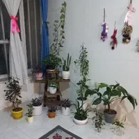 گل های طبیعی شاداب