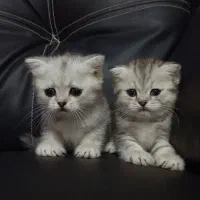 اسکاتیش نر و بریتیش نر
