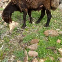 بره نر پرواری