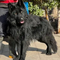 سگ ژرمن شپرد بلک نر یکساله موبلند شده فی ۴۰ م ت|سگ|تهران, تهرانسر شرقی|دیوار