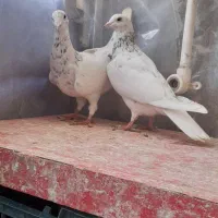 کفترآلمانی مسافتی|پرنده|گلبهار, شهر جدید گلبهار|دیوار