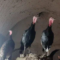 بوقلمون