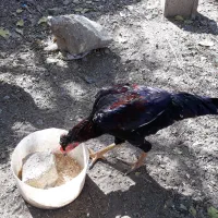 سه عدد جوجه خروس اعلا بسیار شاد|حیوانات مزرعه|مشهد, شهرک مهر آباد|دیوار