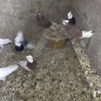 کبوتر پرشی وطوقی|پرنده|قروه, |دیوار