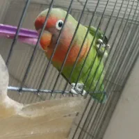 کوتوله ماده (به شرط)