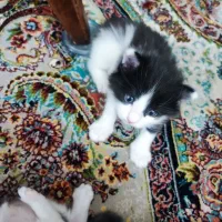 واگذاری بچه گربه و مادر