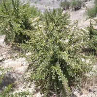 زمین-کشاورزی-منطقه-کوهستانی-جهت-باغ-ویلا