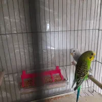 ۵ جفت مرغ عشق مولد|پرنده|ابریشم, |دیوار