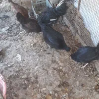 خروس مرغ تخم کن یک سال|حیوانات مزرعه|هشتگرد, سعید آباد|دیوار