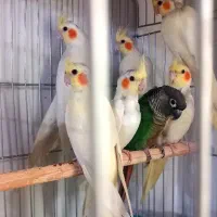 پرنده عروس هلندی لوتینو