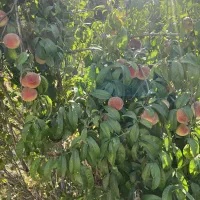 ۳۰۰ متری (صفا)درشاهجعفری|فروش زمین و ملک کلنگی|چهاردانگه (تهران), |دیوار