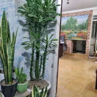 گیاه ( کاکتوس) از گل خانه به خانه|گل و گیاه طبیعی|مشهد, طبرسی شمالی|دیوار