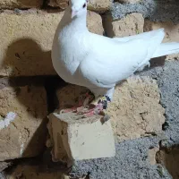 ۳تاکفترنرمفت