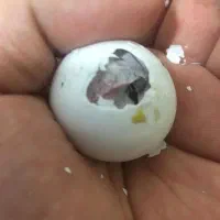 تخم نطفه دار کاسکو کاکادو ماکائو|پرنده|کرج, گلشهر|دیوار