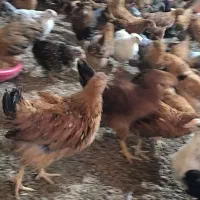 جوجه محلی تخمگذار