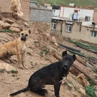 سگ پیتبول نگهبان  قیمت۱۷ملیون