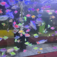 انواع ماهی زینتی ولوازم آکواریوم